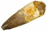 Fossil Spinosaurus Tooth - Real Dinosaur Tooth #305692-1